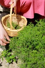 Zeytinyağlı Kekik 700g